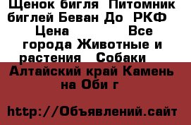 Щенок бигля. Питомник биглей Беван-До (РКФ) › Цена ­ 20 000 - Все города Животные и растения » Собаки   . Алтайский край,Камень-на-Оби г.